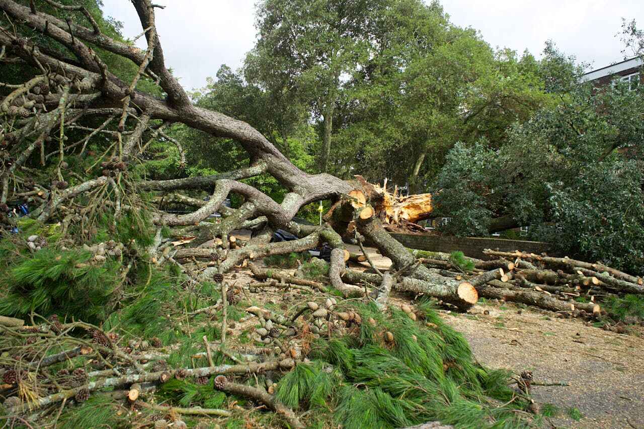 The Steps Involved in Our Tree Care Process in El Dorado Springs, MO